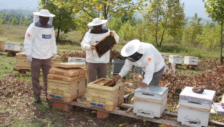 Kocaelin’de 400 arıcıya yüzde 50 hibeli fondan şeker (arı yemi) desteği verildi
