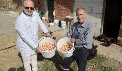 Büyükşehir’den % 50 hibeli yumurta tavuğu desteği